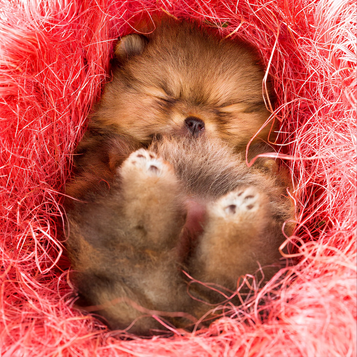 狗狗流鼻涕很严重怎么办吃什么药,小狗狗流鼻涕怎么办