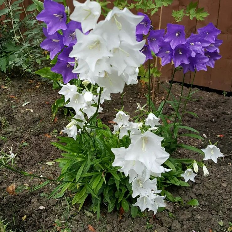 风铃草的品种有哪些,花店买的风铃花怎么养