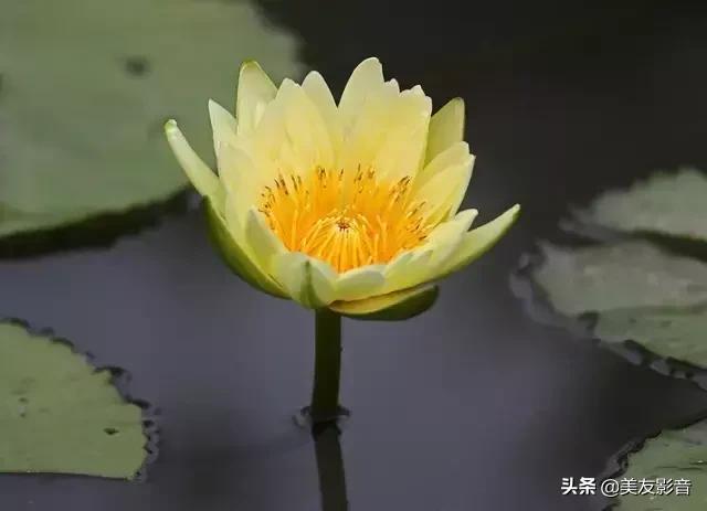 江南可采莲莲叶何田田全诗讲解,有关莲的古诗词大全