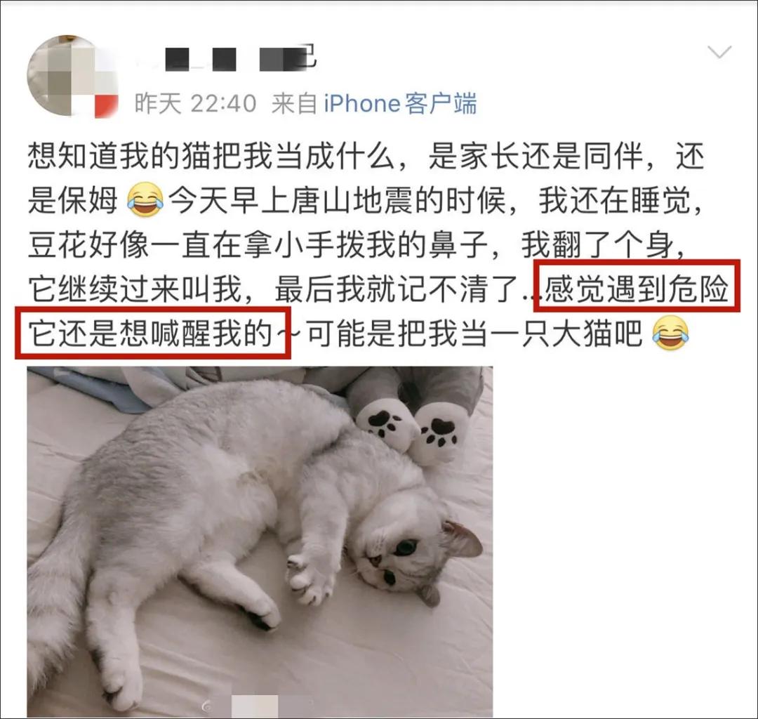 猫地震的时候没有反应,地震了猫会有反应吗