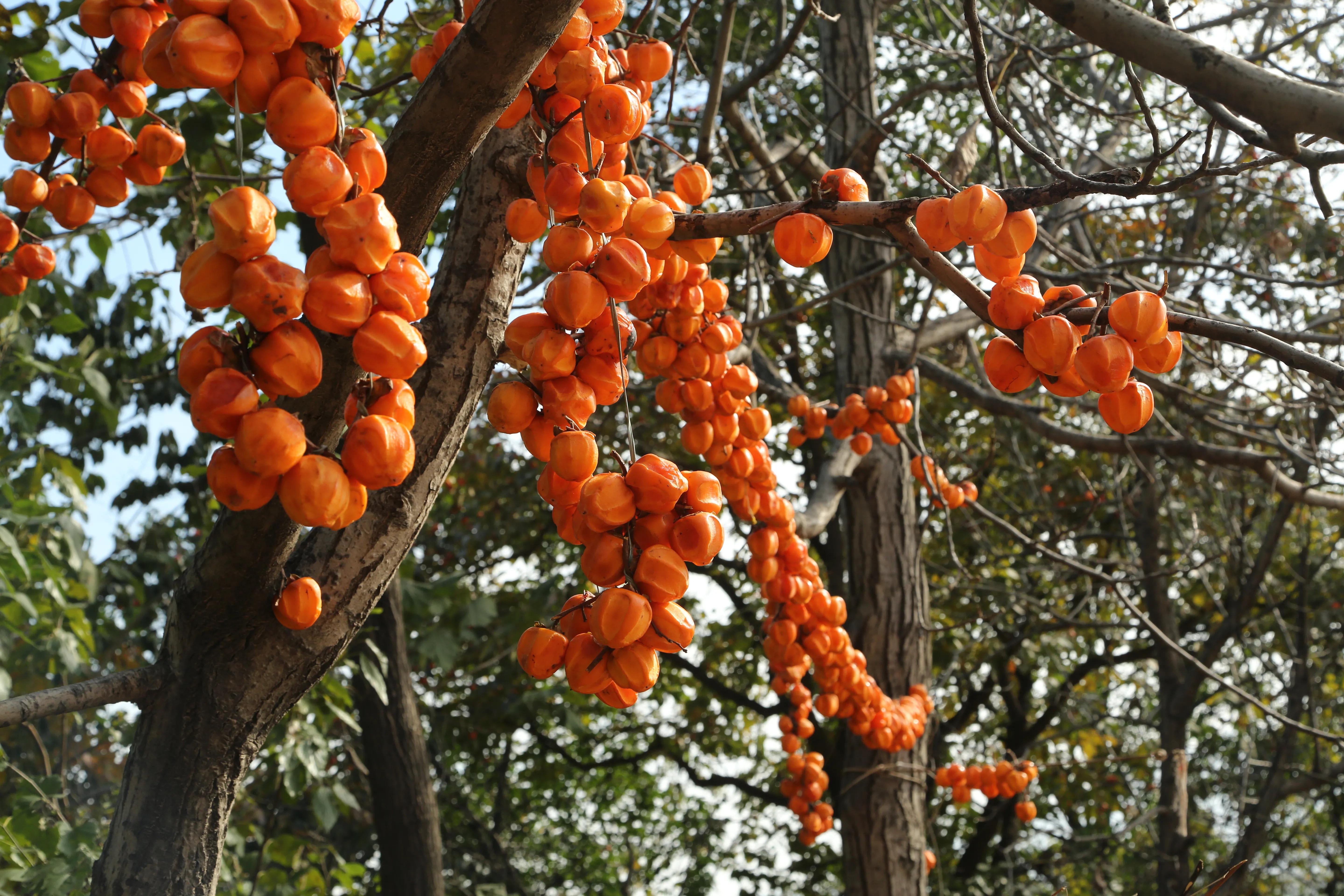 渭南市临渭区：长寿原上一滴醋（组图）
