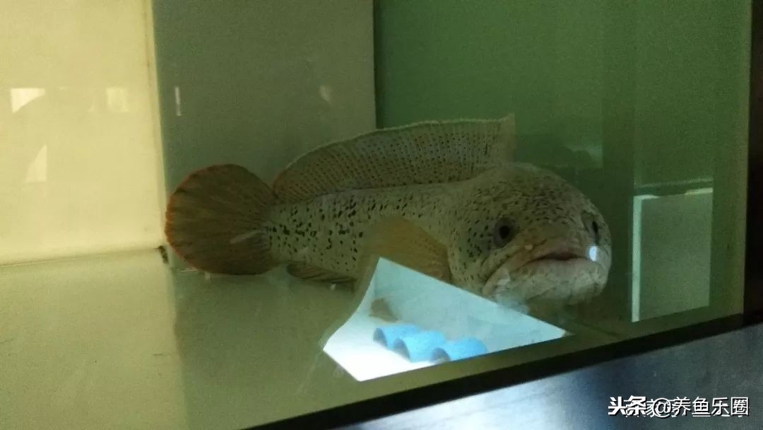 这位土豪家的渔场,光滤材就花了500多万,你确定不要见识一下?