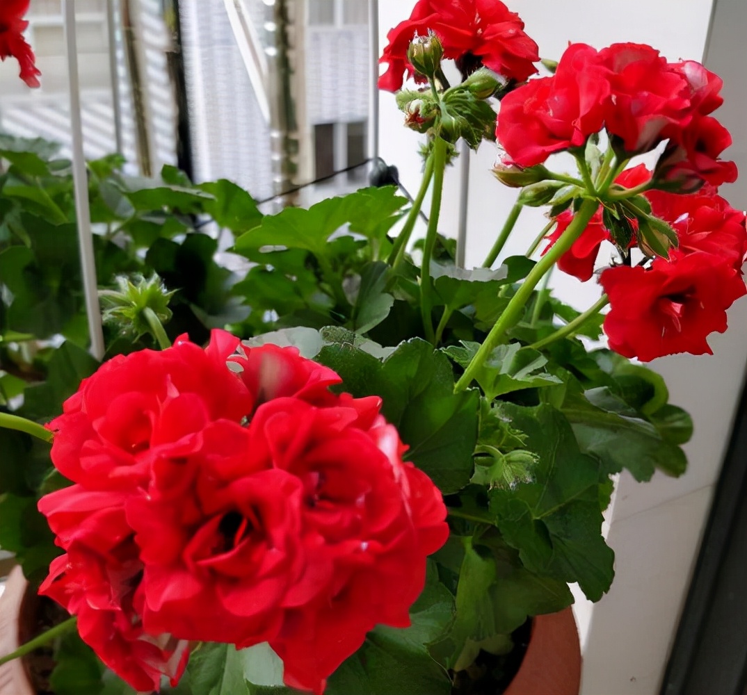 观花最好养的植物,5-10月适合养什么花