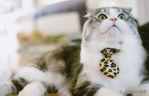 猫咪缺铁有什么症状,猫咪贫血症状表现吃什么药