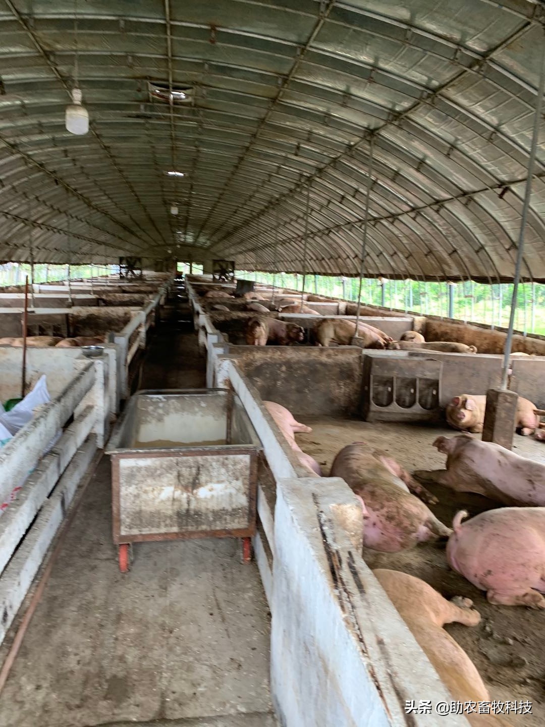 外购仔猪回来怎么处理,外购仔猪有什么风险