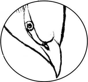 国画初学者入门步骤鸟禽,国画各种鸟类画法大全