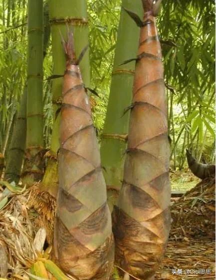 客家英子腌藠头,广东客家腌制藠头做法窍门