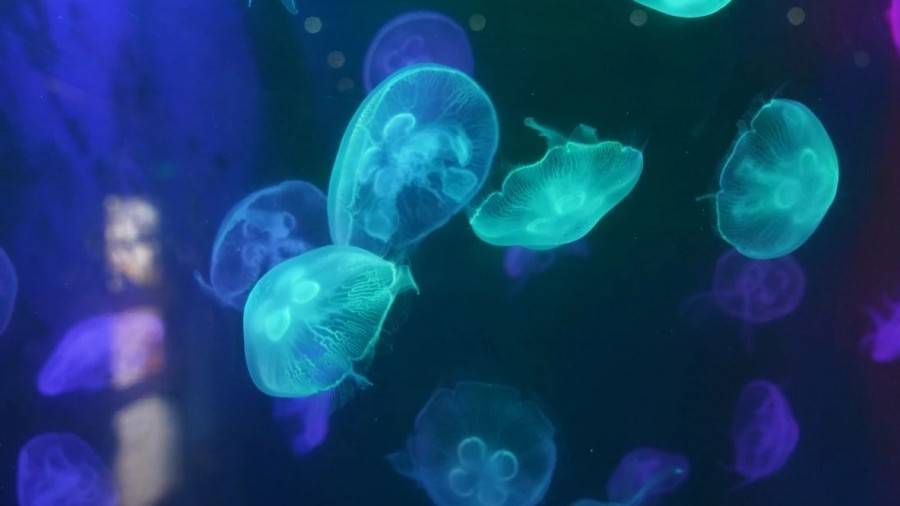 小梅沙海洋世界门票团购套票,小梅沙海洋世界3天2夜套票