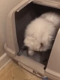 猫猫为什么在猫砂盆里只尿不便便,猫猫拉便便天天在猫砂盆外