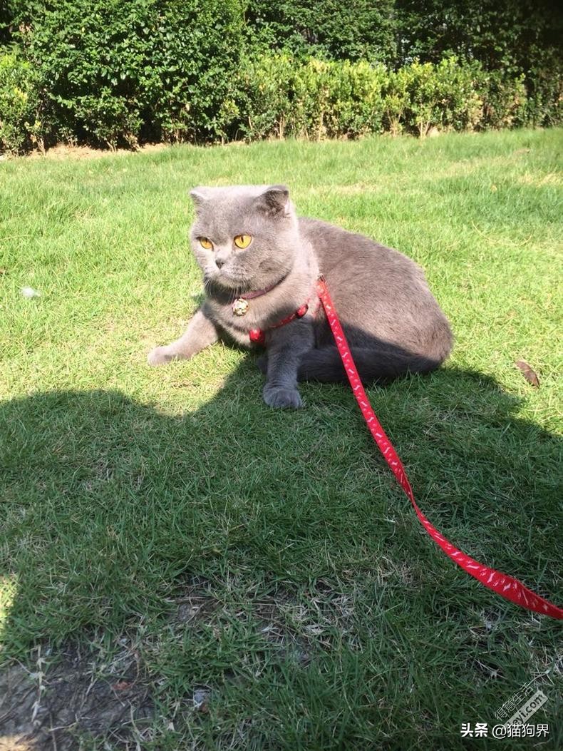 不会养猫的来学习,带你了解猫的性格特性#猫咪大明星#