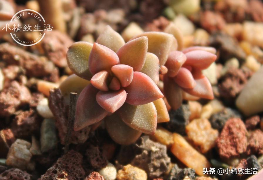 叶插多肉生根发芽后，要注意3个方面，不然可能会“消失”