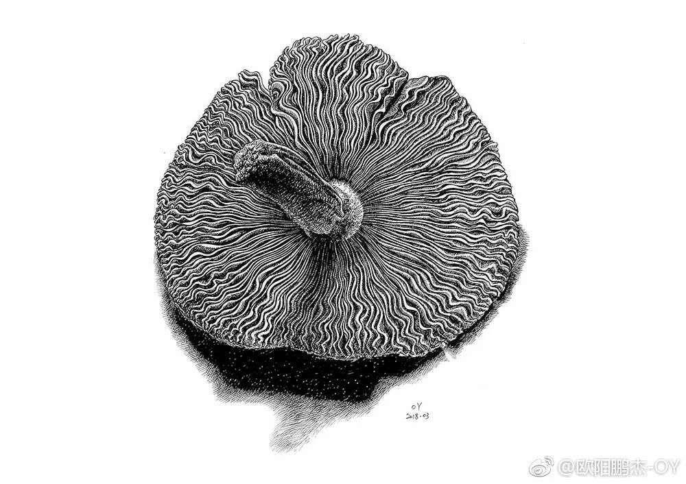 简单针管笔手绘花,简单易学针管笔手绘