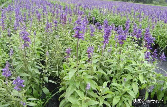 舒缓镇静的护肤品,能够修护皮肤肌底的护肤品成分