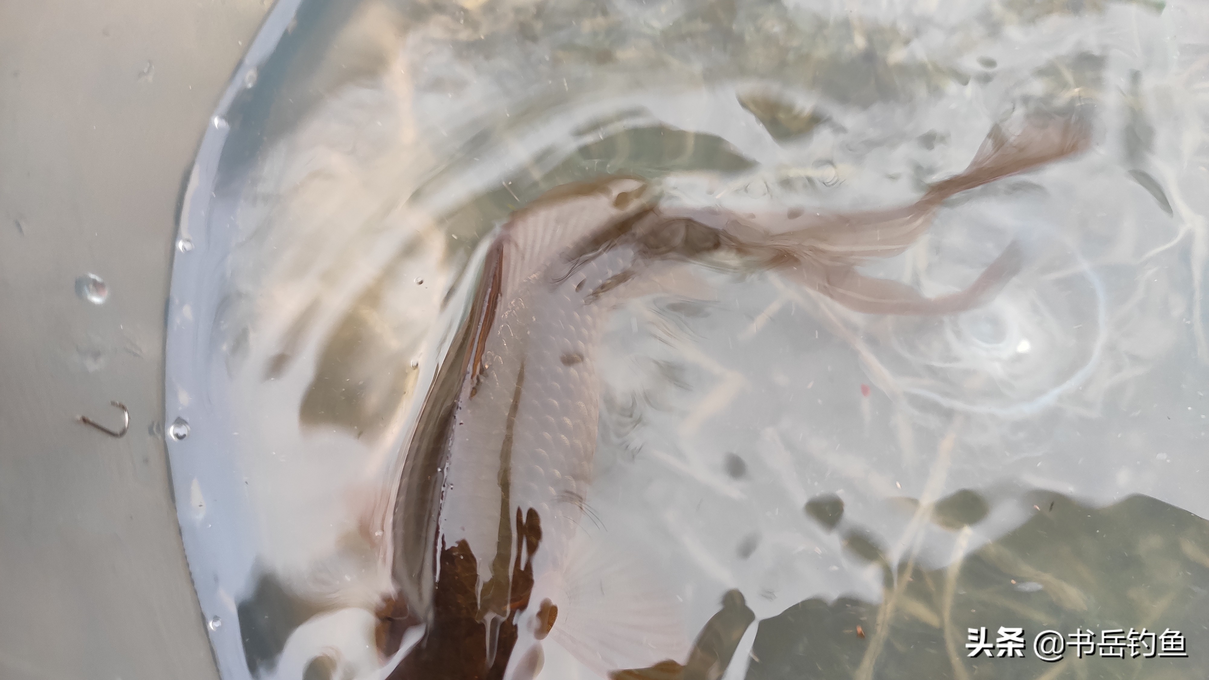 春季钓鲫鱼选什么长度的鱼竿,夏季野钓鲫鱼竿长度怎么选