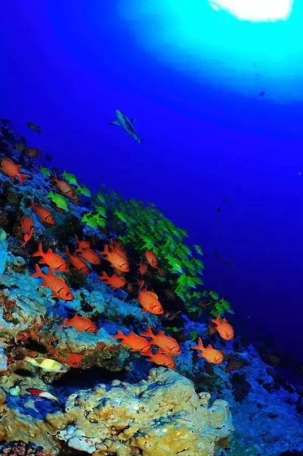 全球惊艳的10个海底世界，看到第一个就想出发！