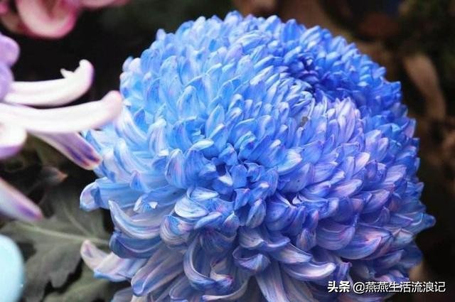 菊花养护有诀窍手把手教你,室内养花什么菊花好养活