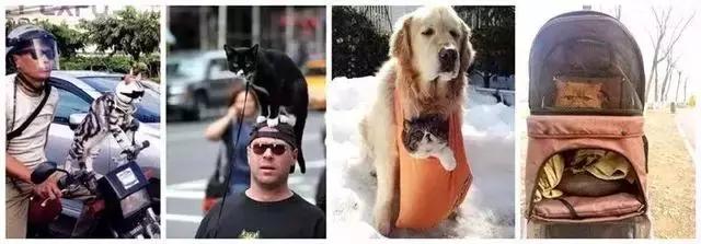 带猫这样玩才过瘾！史上最全遛猫攻略越看越爽