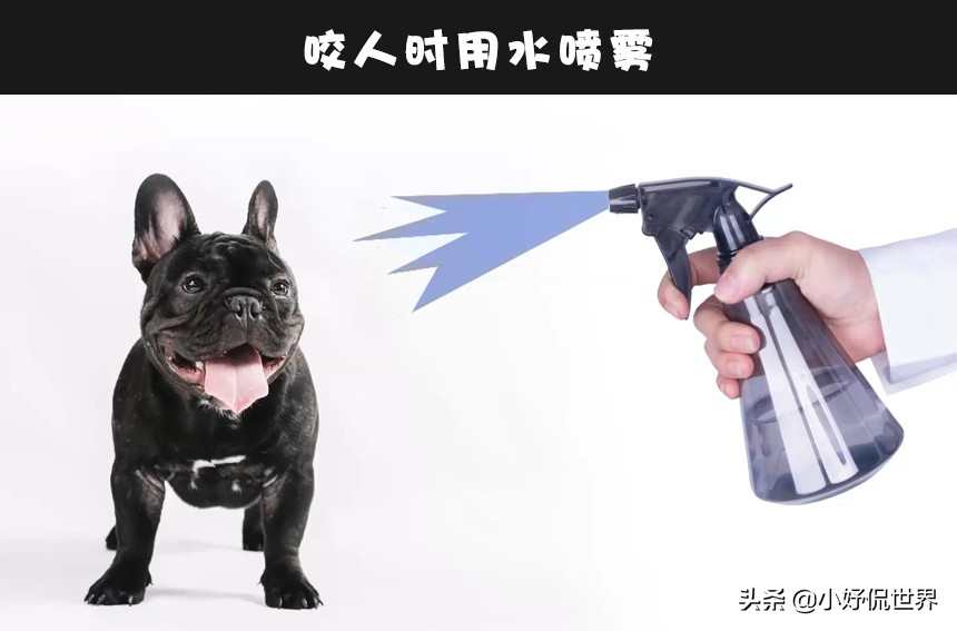 狗狗会咬人主人怎么纠正,狗狗会凶人怎么训