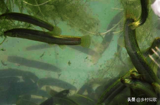 泥鳅田种水稻,稻田养泥鳅水稻能提供氧气吗