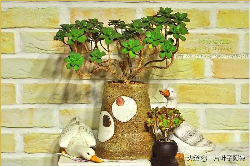 哪些多肉适合养老桩?多肉老桩摆窗台最精致了,看一眼就忘不了