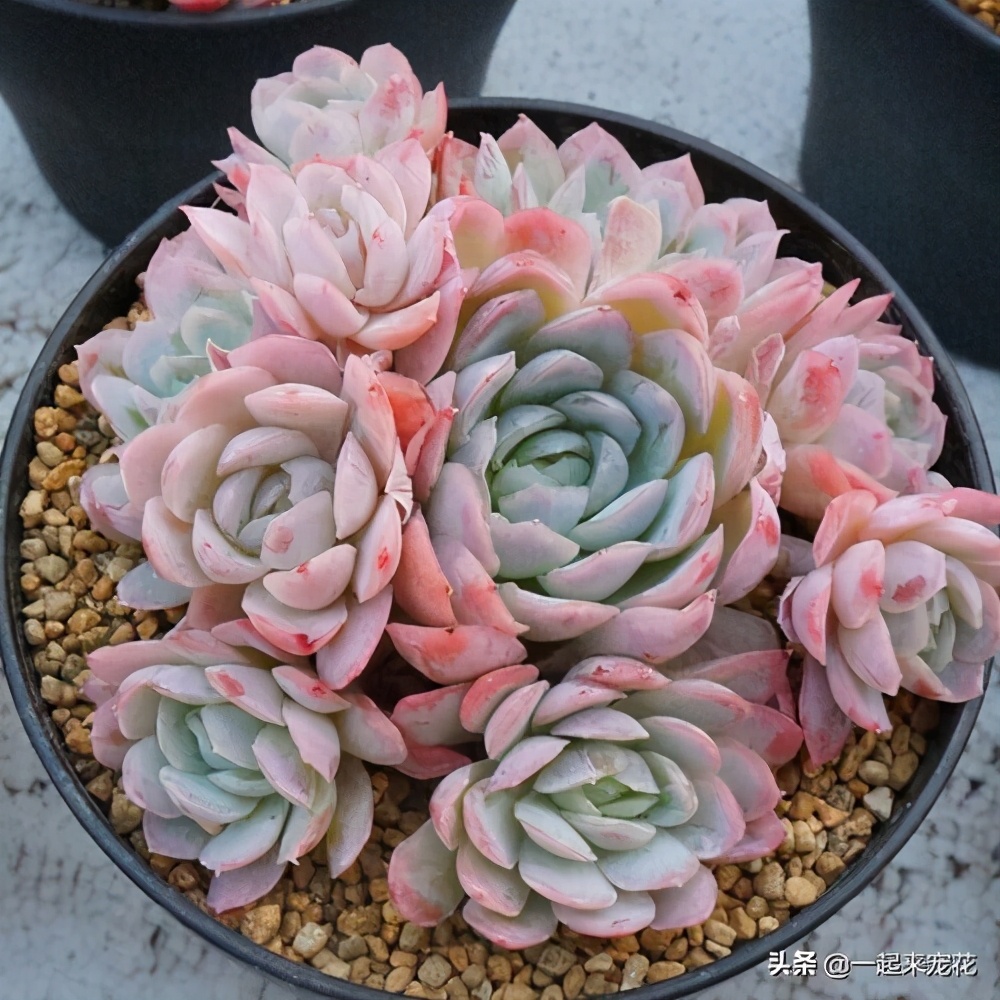 养冰玉多肉的正确方法,多肉冰莓月影养殖方法