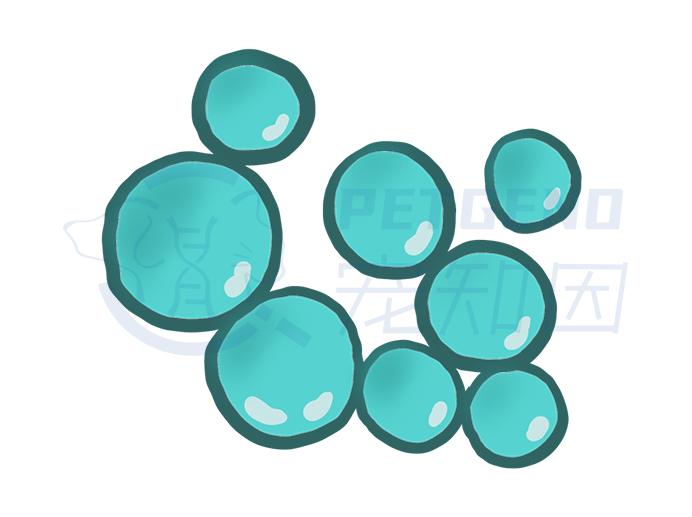 怀孕的母猫得猫瘟没流产,怀孕一个月的猫感染猫瘟会流产吗