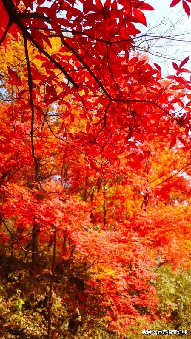 本溪赏枫攻略,本溪赏枫景区