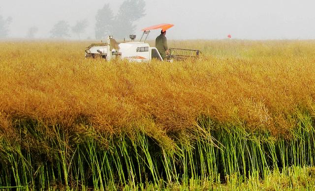 仙桃凭什么排在湖北百强县第一名,2020gdp百强县仙桃