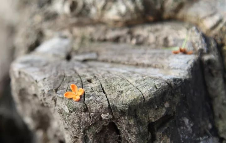 杭州的秋天足够迷人,杭州的秋天特别浪漫
