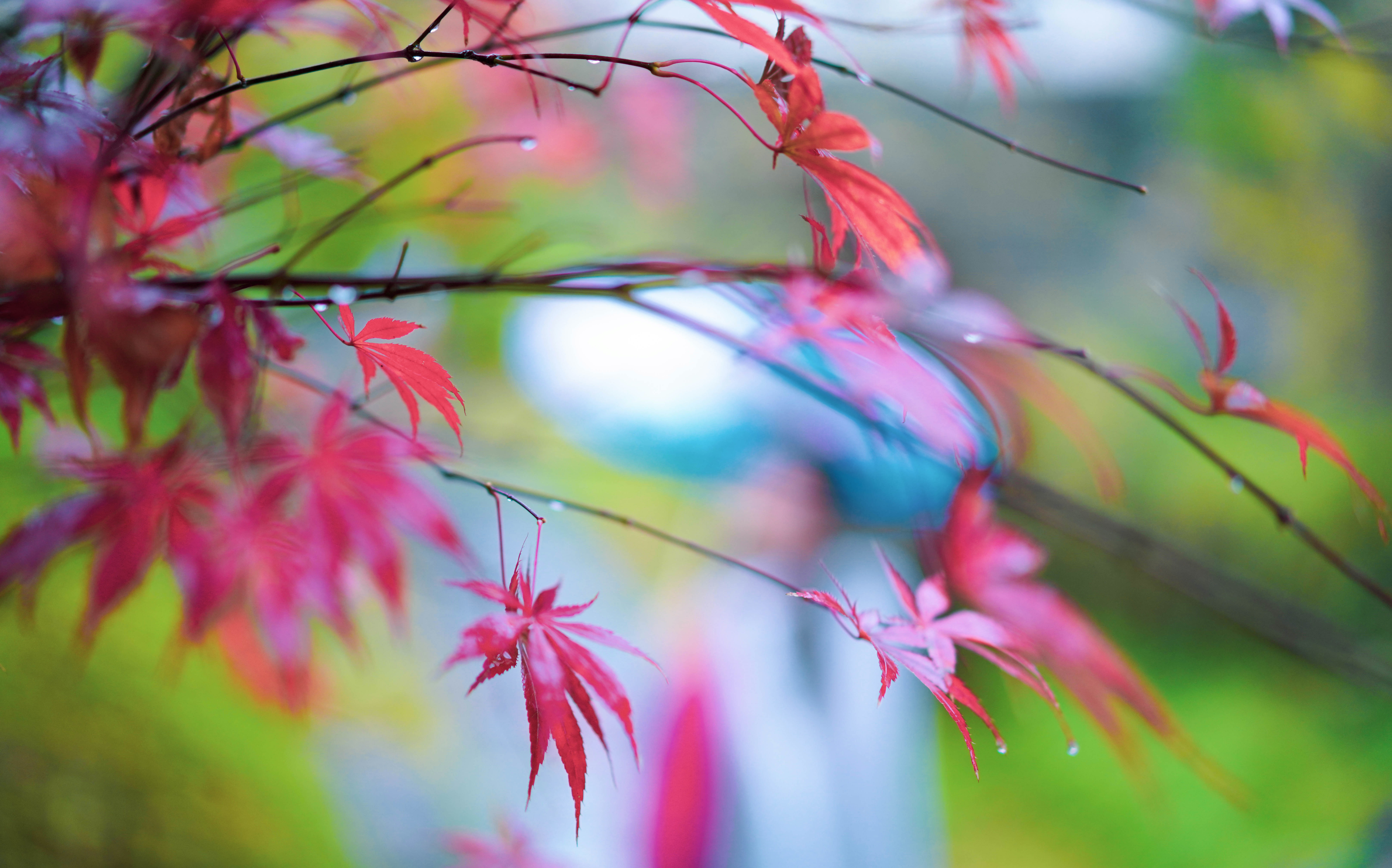 婺源熹园全景,婺源熹园宾舍门票