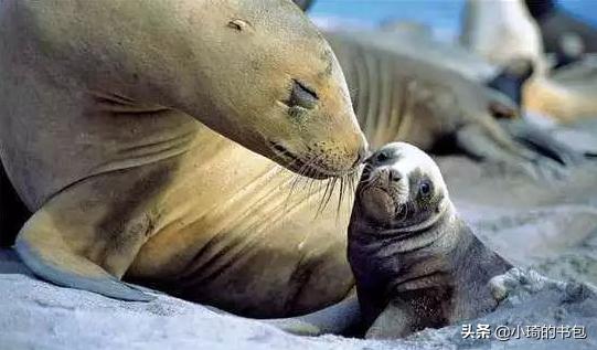 海洋里的动物怎么喝奶,海洋哺乳动物是如何哺乳的