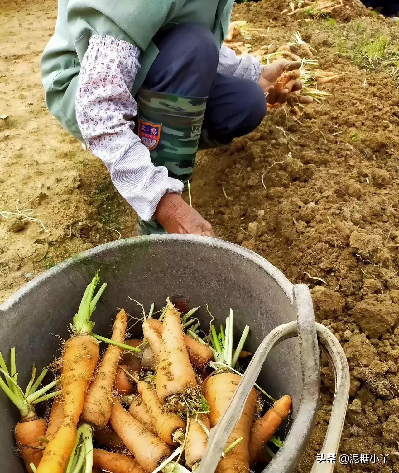 在农村没工作干什么可以赚钱,农民不去打工怎么赚钱