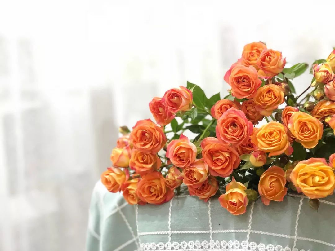 花店必备的5款玫瑰,花店最常用什么品种的玫瑰花