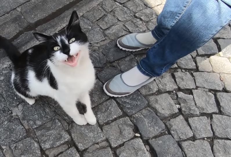 最好养的猫奶牛猫,奶牛猫受欢迎