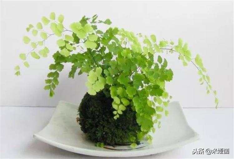 蕨类植物怎么养护,铁线蕨类植物养护方法