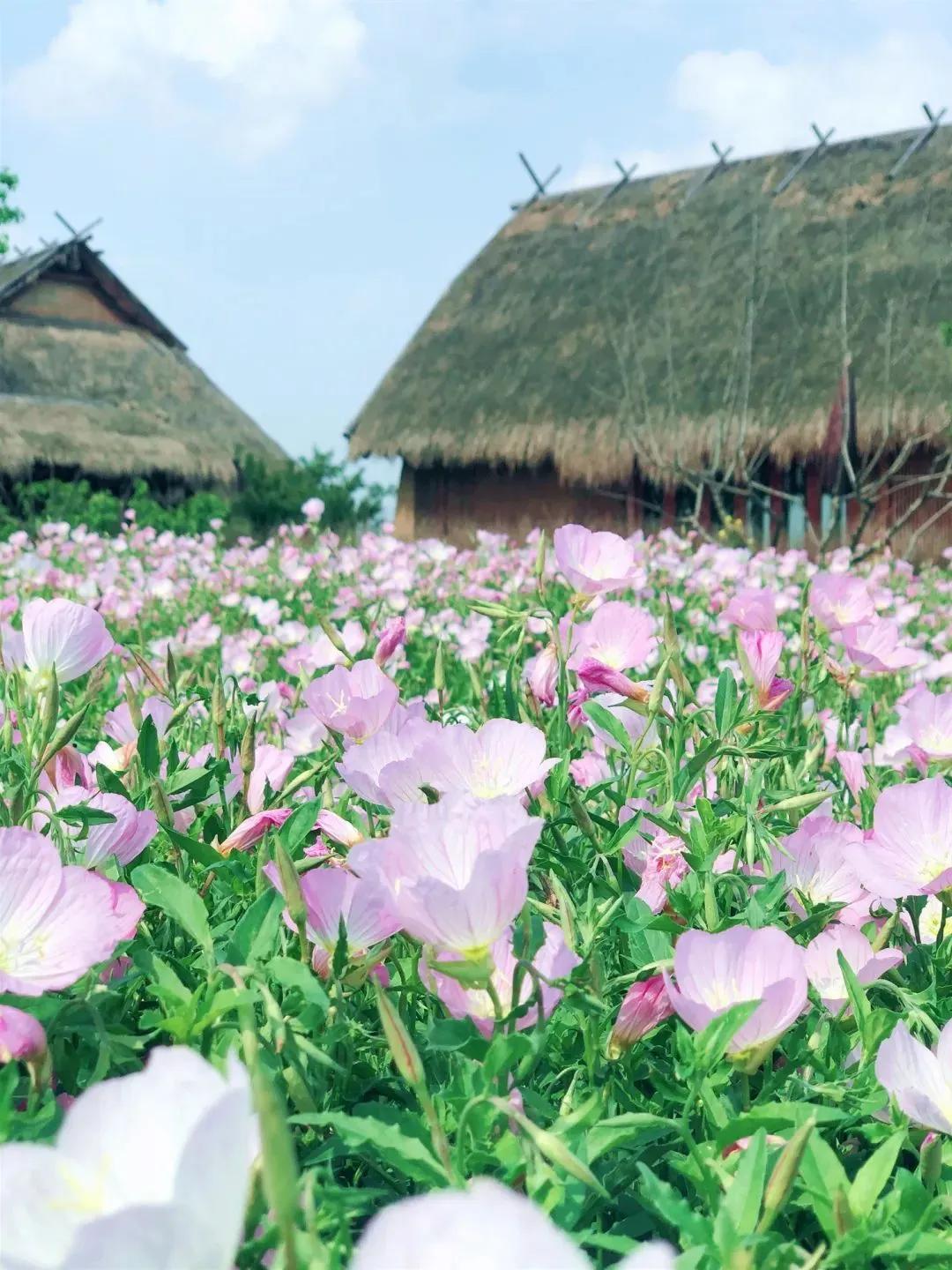 美美美!余杭七大花海组团来袭,遍地繁花好似人间仙境