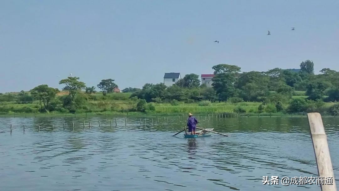 甲鱼养殖几年才能产卵,甲鱼有几种养殖方法
