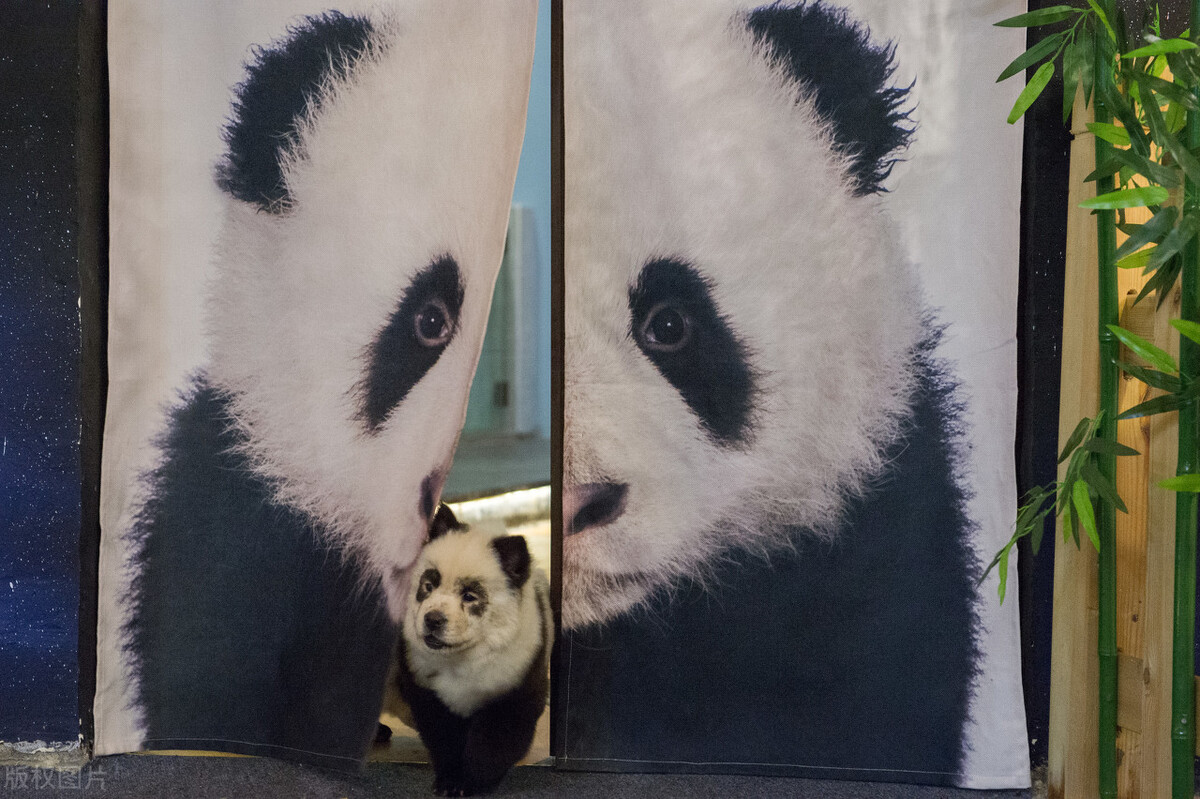 松狮犬的喂养与护理方法,松狮犬吃什么比较好养呢