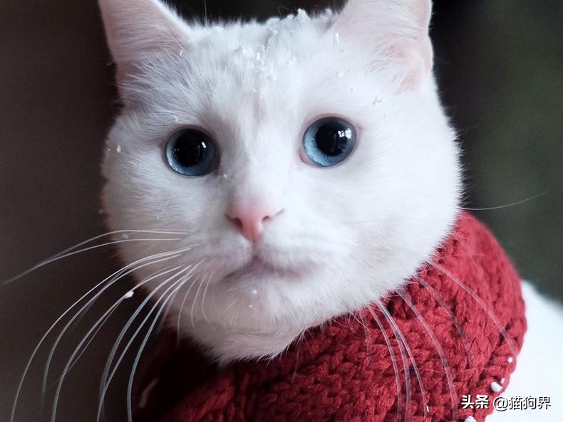 猫咪爱抓东西怎么办,猫咪爱抓鞋子怎么处理