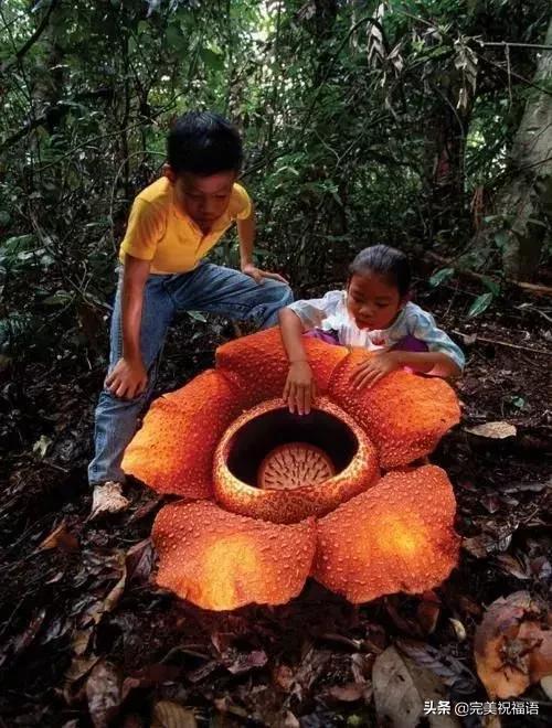 六一相册影集,六一照片专场