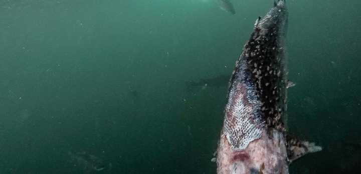 日本三文鱼寄生虫感染,三文鱼寄生虫能杀死吗