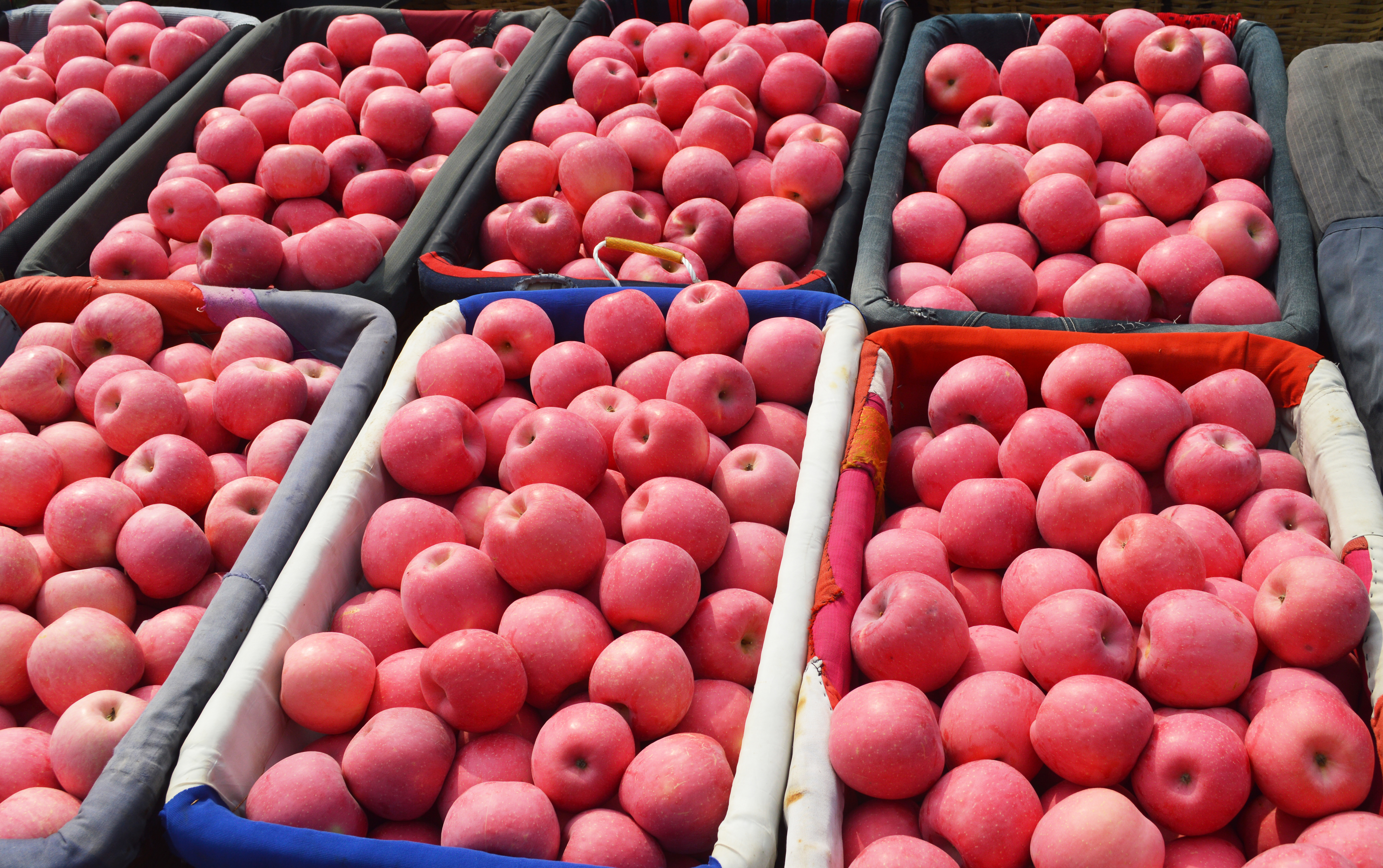 当年挂果山东烟台红富士苹果树苗,红富士苹果树苗芽变新品种介绍