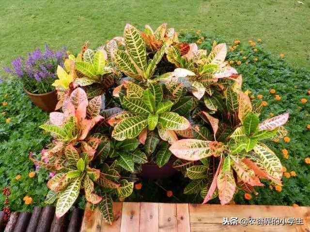 植物的叶子为什么是黄色的,植物的叶子呈绿色的原因