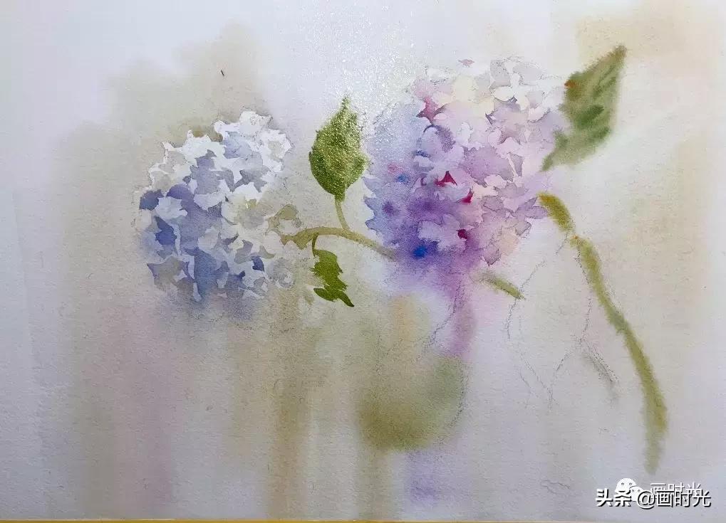水彩绣球花教程,水彩画绣球花教学