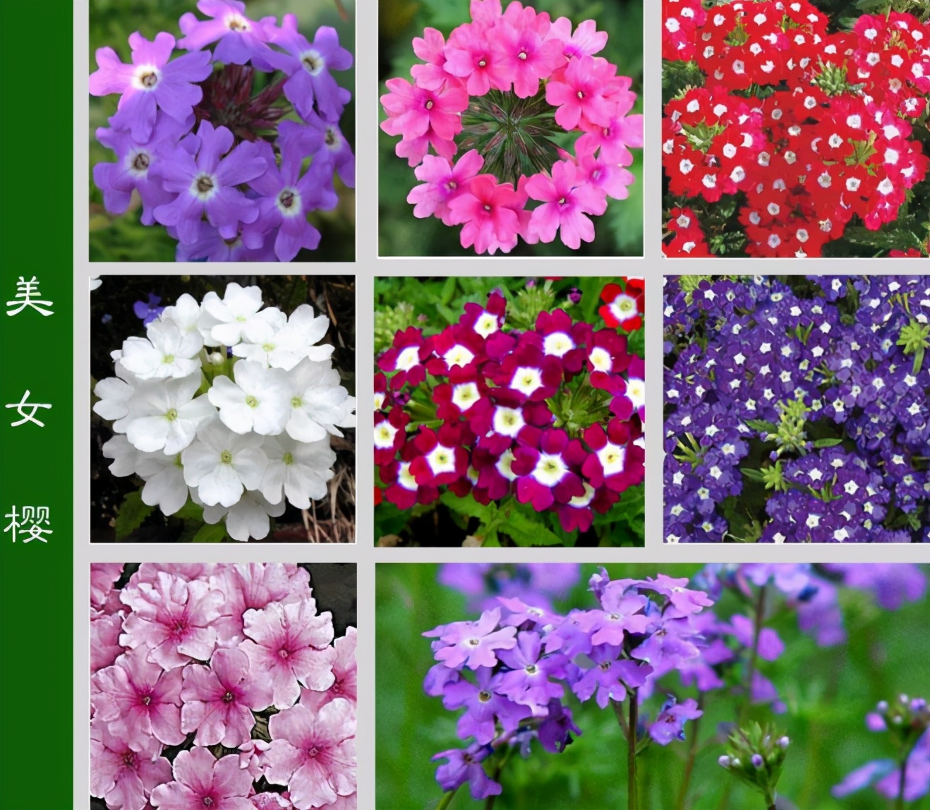 这些花“好看又好养”，不怕高温不怕晒，适合新手夏天养