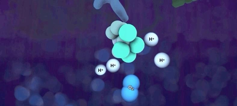 光合作用是什么具体过程,光合作用儿童科普