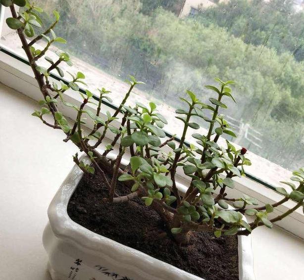 小盆栽金枝玉叶怎么养成老桩,金枝玉叶盆栽怕晒吗