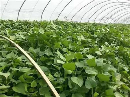 爱心助农米面粮油推销宣传,爱心助农蔬菜批发