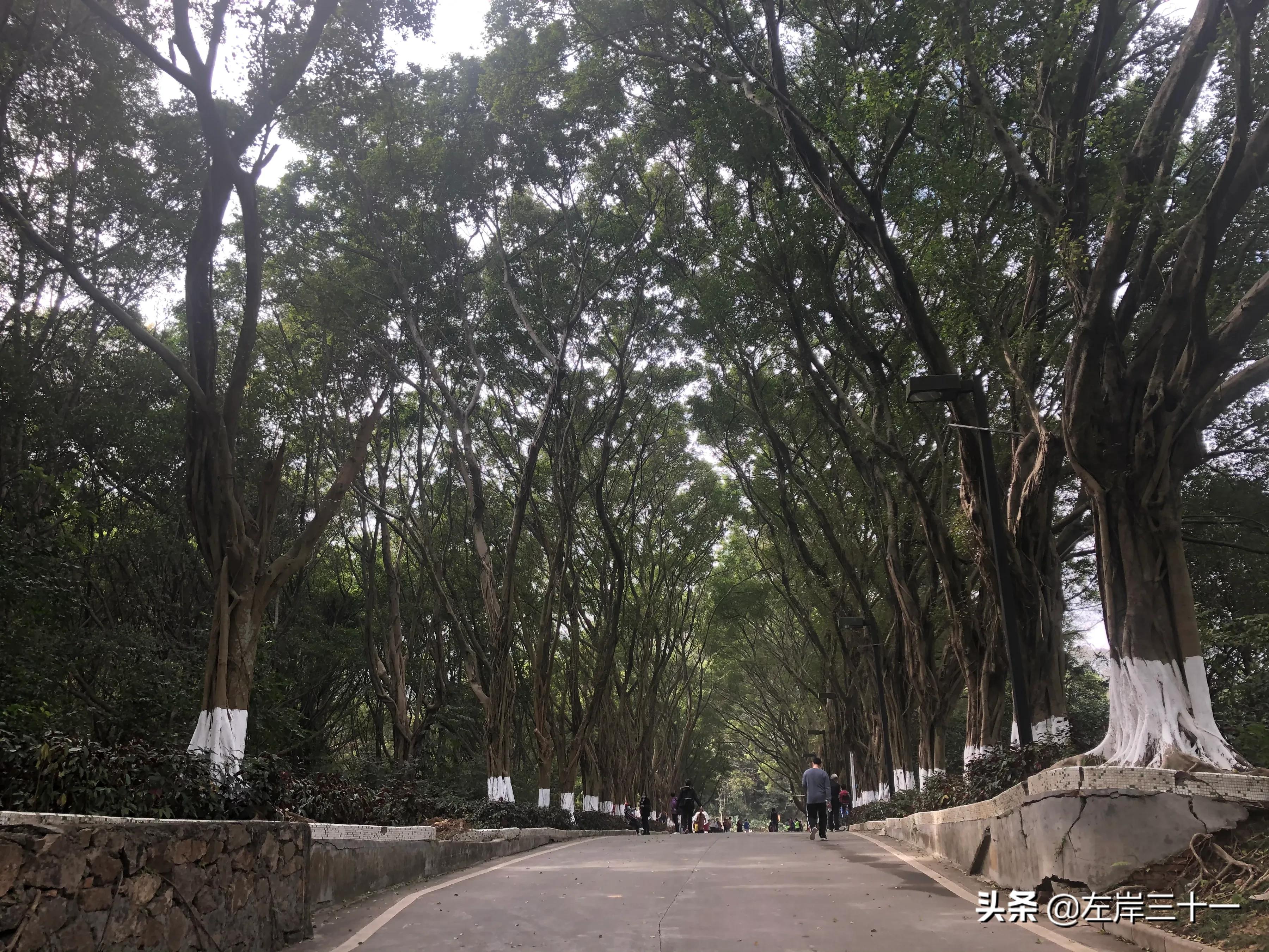 广东东莞黄岭道院视频,东莞旗峰黄岭道院开放时间