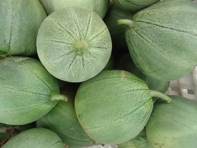 又到了吃瓜的季节说说,现采摘应季香瓜营养价值和功效